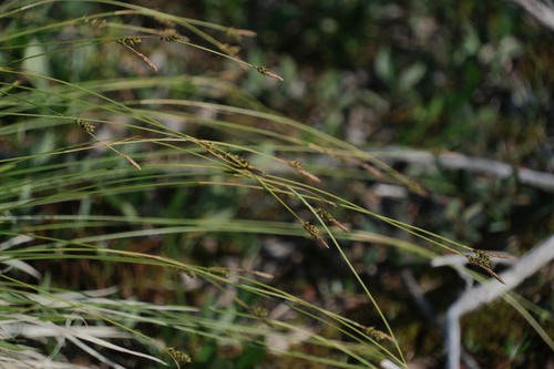 Carex sabynensis iNat (1)