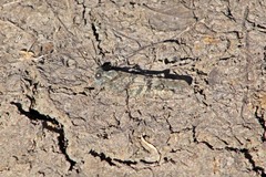 Trimerotropis occidentalis