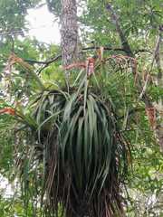 Tillandsia standleyi