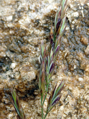 Festuca rubra commutata