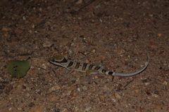 Cyrtodactylus tuberculatus