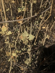 Malacothamnus hallii