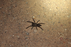 Selenocosmiinae