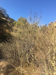 Malacothamnus hallii