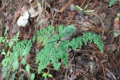 Adiantum andicola