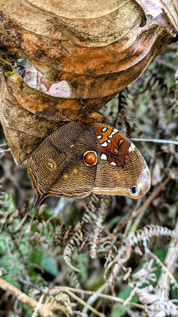 Opoptera arsippe
