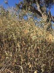 Malacothamnus hallii