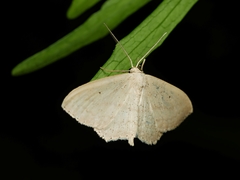 Scopula perlata