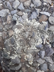 Xanthoparmelia scabrosa