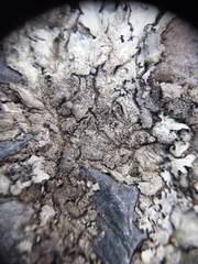 Xanthoparmelia scabrosa