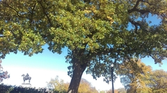 Quercus macrocarpa macrocarpa