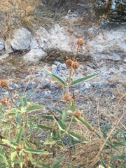 Helianthus californicus