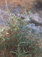 Helianthus californicus