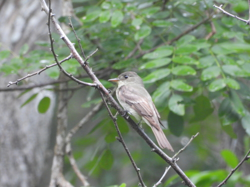 Northern Tropical Pewee (Contopus bogotensis), photo 10
