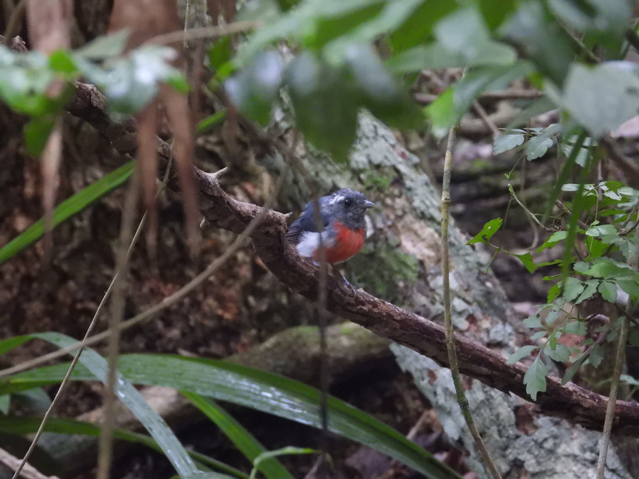 Grey-throated Chat (Granatellus sallaei), photo 5