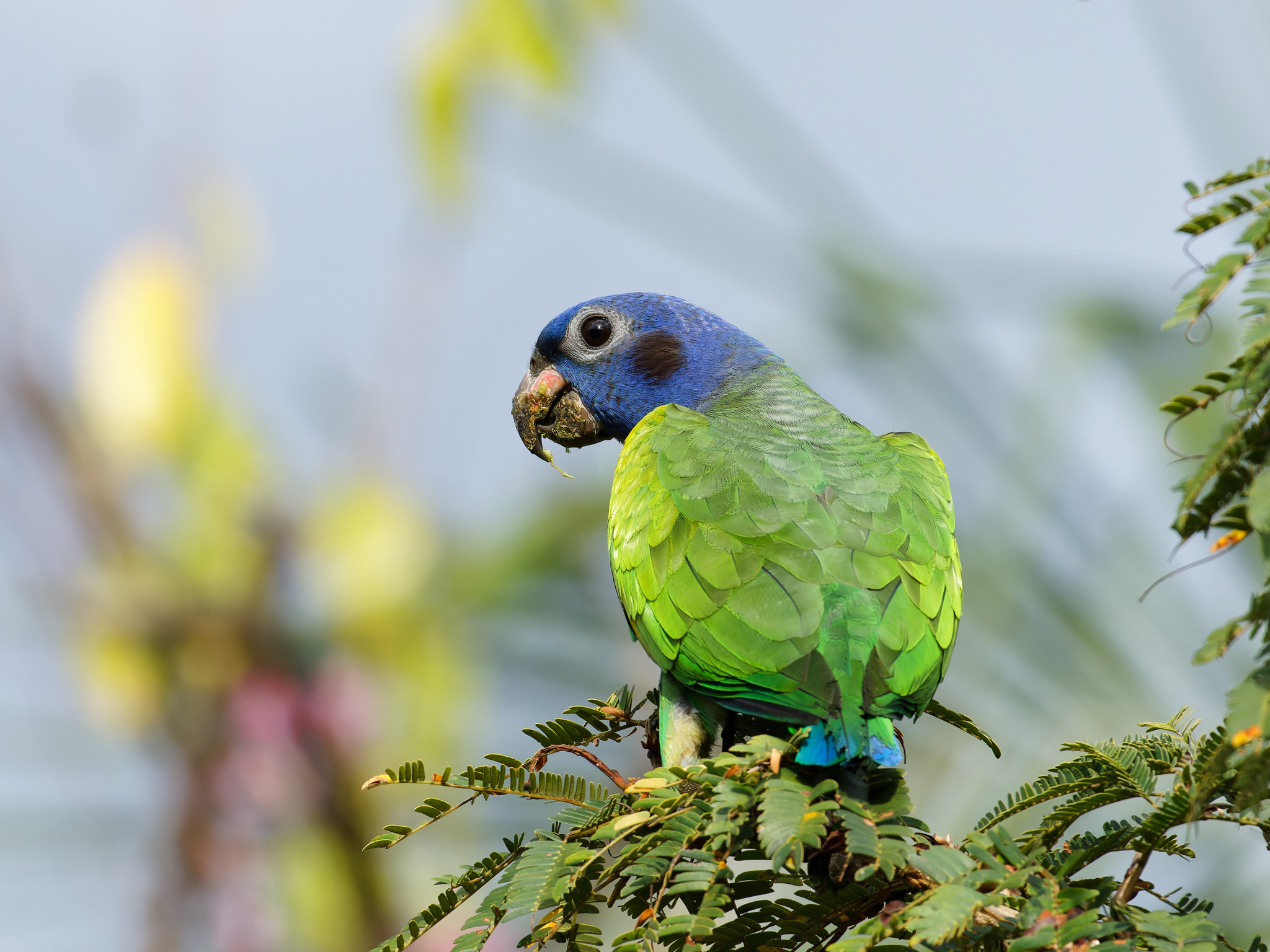 Blue-headed Parrot illustration