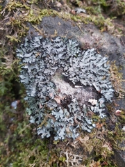 Phaeophyscia hispidula