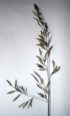 Festuca rubra commutata