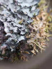 Phaeophyscia hispidula