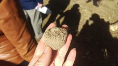 Quercus macrocarpa macrocarpa