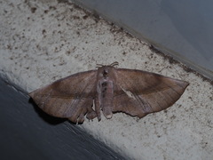 Sarcinodes yaeyamana