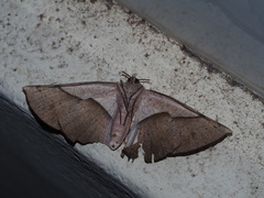 Sarcinodes yaeyamana