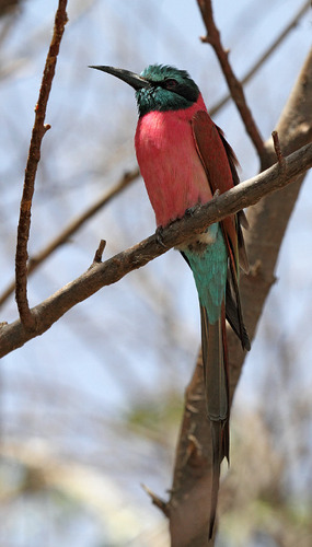 Northern Carmine Bee-eater