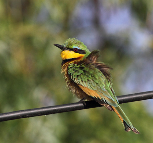 Little Bee-eater