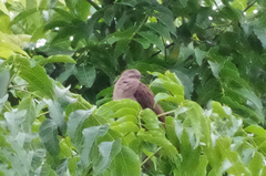Patagioenas