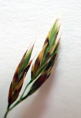 Festuca rubra commutata