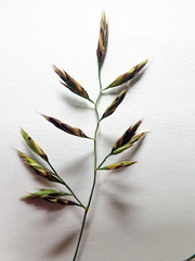 Festuca rubra commutata