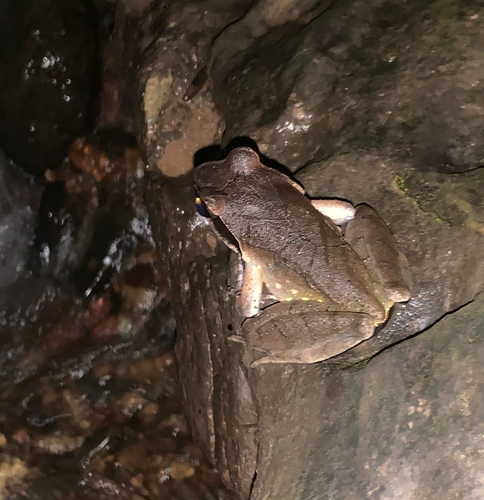 Megophrys major, 2025-09-09