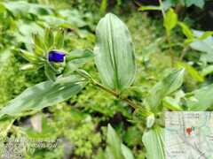 Tinantia erecta, photograph Carlos Alberto Rodriguez, CC BY, iNaturalist via GBIF