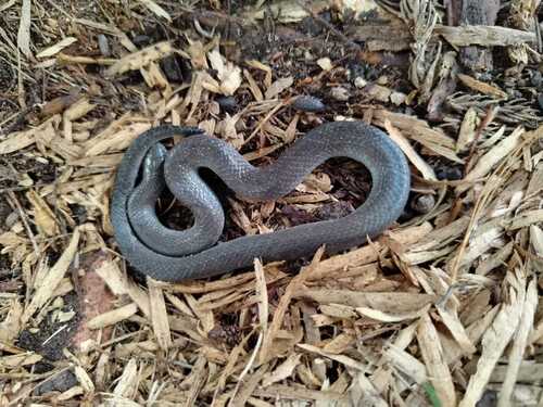 Thickhead Ground Snake