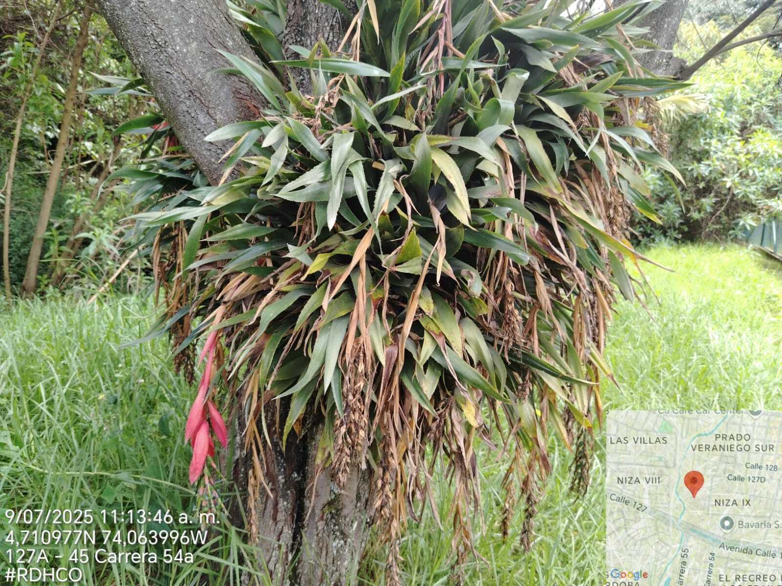 Billbergia ×