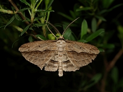 Euphronarcha luxaria