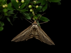 Euphronarcha luxaria