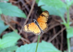 Acraea serena