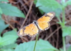 Acraea serena