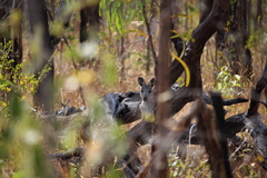 Osphranter antilopinus