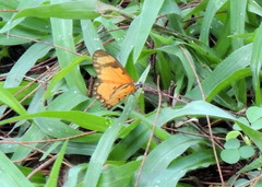 Acraea serena