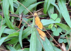 Acraea serena