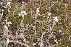 Rhodanthe corymbiflora