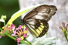 Ideopsis vitrea