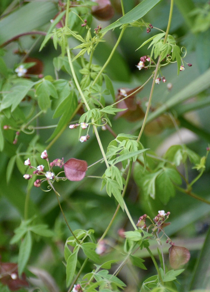 Cardiospermum microcarpum (Cardiospermum microcarpum)