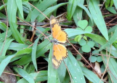 Acraea serena