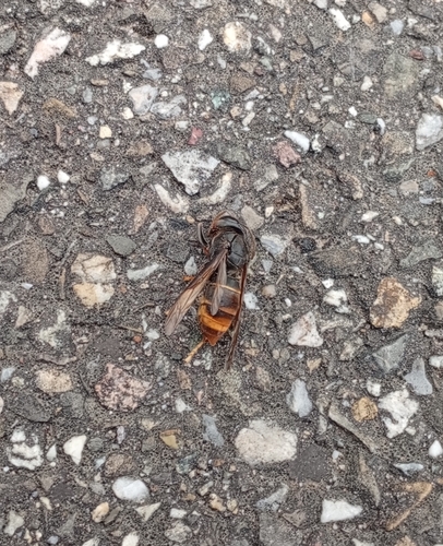 Vespa velutina