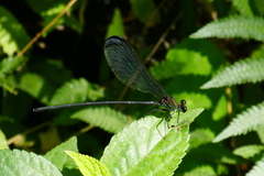 Psolodesmus mandarinus dorothea