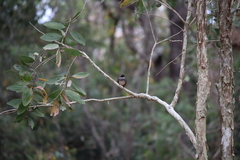 Rhipidura rufiventris