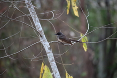 Rhipidura rufiventris